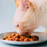 Nudel-rückruf wegen salmonellen: hersteller rufen pasta vorsorglich zurück 2026 - iustitia. Bg - gerechtigkeit Eine weiiße katze frisst trockenfutter aus einer flachen schüssel