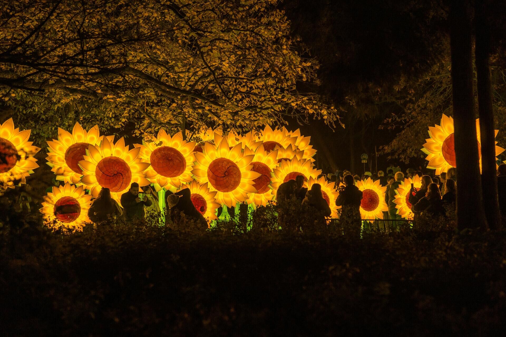 Nur 90 minuten von nrw entfernt: das schönste lichterfestival der niederlande 2026 - iustitia. Bg - gerechtigkeit Lichtinstallationen in form von großen sonnenblumen stehen in einem park in eindhoven.