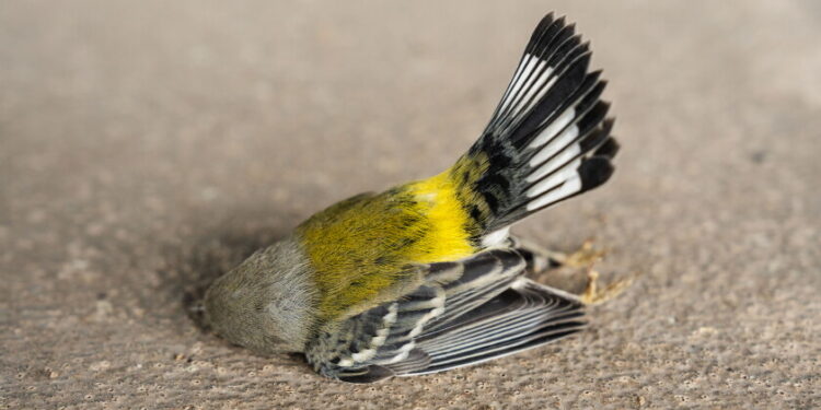 Over 1,000 birds hurt, killed after hitting chicago buildings over weekend 2026