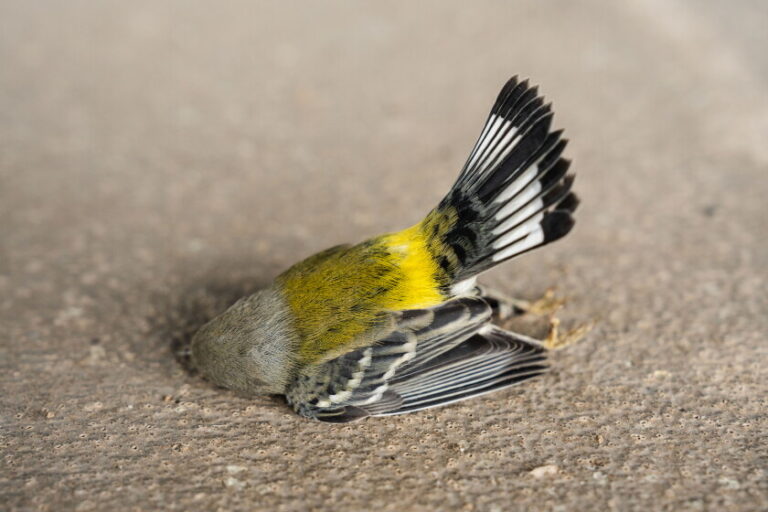 Over 1,000 birds hurt, killed after hitting chicago buildings over weekend 2026 - justice Over 1,000 birds hurt, killed after hitting chicago buildings over weekend 2026