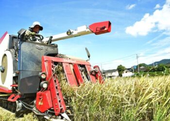 米価暴落し生産者の経営直撃　国は主食の安定供給に責任持て　農家守る所得補償が急務 2026