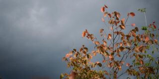 Sturmwarnung für fast ganz nrw: sturmböen bis 95 km/h am freitag möglich 2026 - iustitia. Bg - gerechtigkeit Dunkle wolken sind über bäumen und sträuchern mit bunt gefärbten blättern zu sehen.
