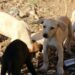 Θεσσαλονίκη: συνελήφθη ξανά 54χρονη που ειχε 212 ζώα «στοιβαγμένα» σε μη κατάλληλες συνθήκες διαβίωσης 2026
