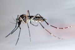 So viele dengue-fälle in florida wie seit jahrzehnten nicht 2026