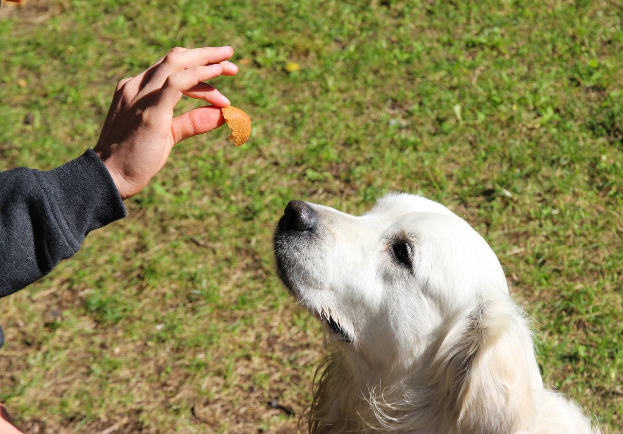 Dogs Show Surprising Human-Like Brain Activity When Resisting Temptation