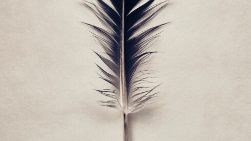 Woman has baby. Baby sprouts black feathers. Horror ensues. 2026 - justice Pinfeathers cover. Jpg