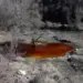 Жешките точки остануваат во законот за животна средина, пратениците не ги прифатија амандманите од екологистите 2026